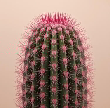 Echinocereus rigidissimus rubrispinus Cactus