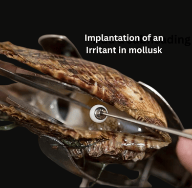 Implantation of an irritant in mollusk