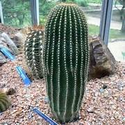 Neobuxbaumia polylopha Cactus