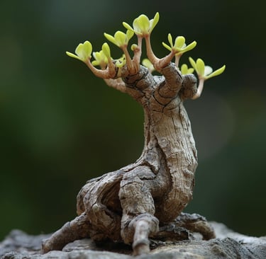 Operculicarya "Big Foot"