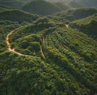 person pouring brown liquid on clear drinking glass
