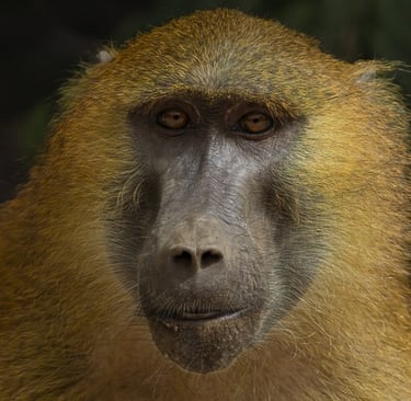 A close-up portrait of a Guinea Baboon with golden fur and brown eyes staring directly at the camera.