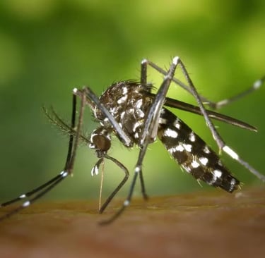 Dengue: Sintomas, Riscos e Prevenção em Uberaba | Uberaba digital