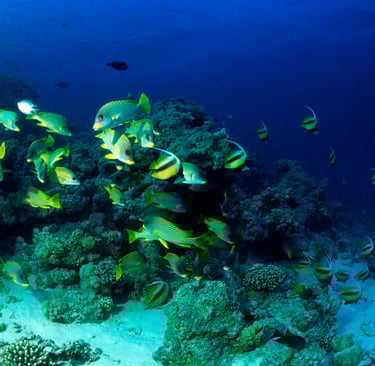 Vibrant coral reef with colorful fish in the Red Sea, Egypt.
