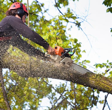 a man is cutting down a tree branch
