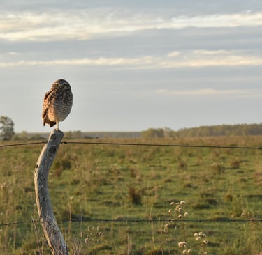 Lechuza_Suindá-Ave autóctona del nordeste argentino