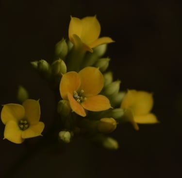 flores amarillas silvestres de corrientes