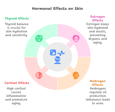 a diagram of the effects of Hormones in Skin Health