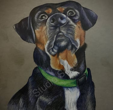 Rottweiler, dog, drawing, chalk drawing, pencil, pet portrait, black dog, art
