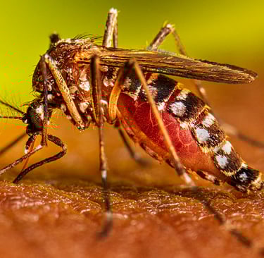 alessandra guelber, thiago guelber, dengue, filtrox bueiros, bueiro ecologico, filtro bueiros,