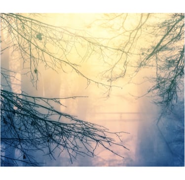 Branches and mist obscure a far-off bridge.