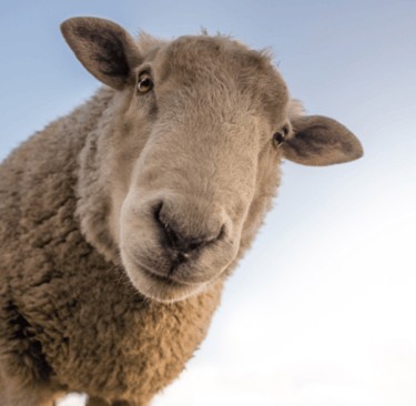 A sheep leans to look at the viewer