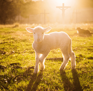 A lamb lit by a sunrise. In the background- the silhouette of three crosses