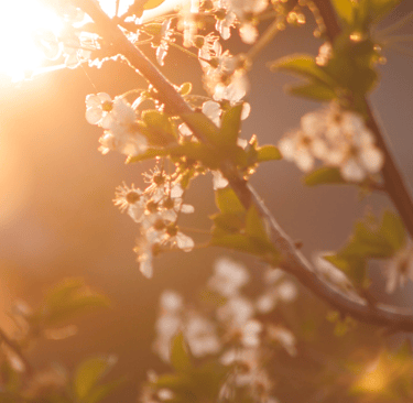 A sunrise light up a cluster of flowers