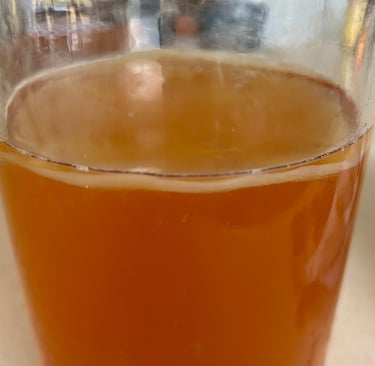 scoby floating in kombucha