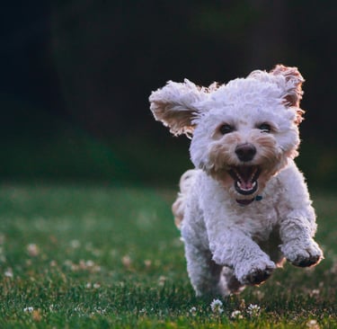 fluffy dog running