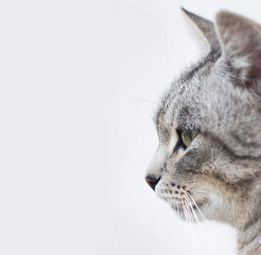 tabby cat face