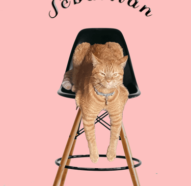 Orange-Tabby-on-bar-stool