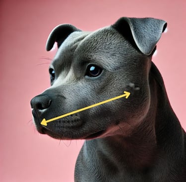 Messanleitung: Kopflänge Hund