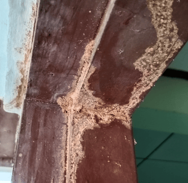 encadrement de porte en bois mangé par les termites