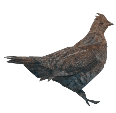 An illustration of a grouse