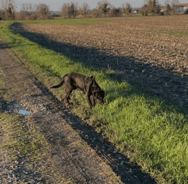 Les chiens ont un odorat très développé, ils reniflent pendant une balade