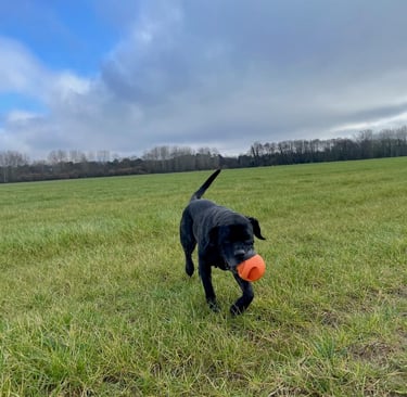 Le jeu comme renforçateur primaire pour éduquer votre chien