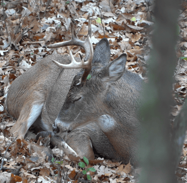 whitetail buck bedded