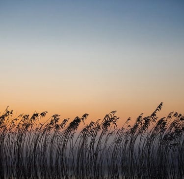 een veld met een zonsondergang