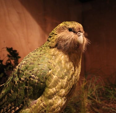 Kakapo- Conservation Status: Critically Endangered