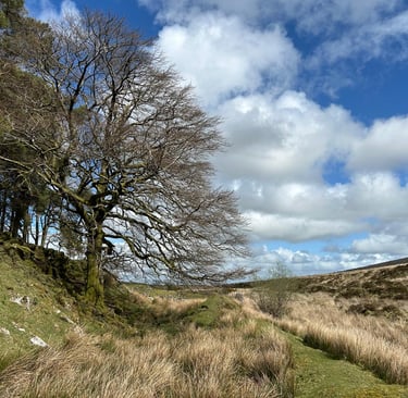Tree on Dartmoor hash trail
