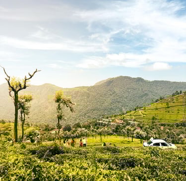 Chennai to Ooty trip – vibrant tea estates and scenic views enjoyed by tourists.