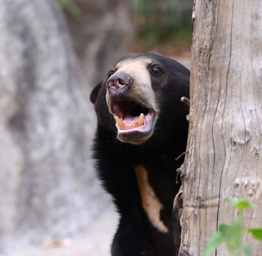 sloth bear in the Churia Valley