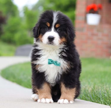 Bernese Mountain Dog Puppies for Sale