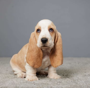 Basset Hound Puppies for Sale