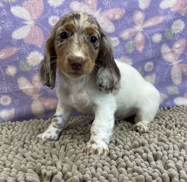 Dachshund Puppies for Sale