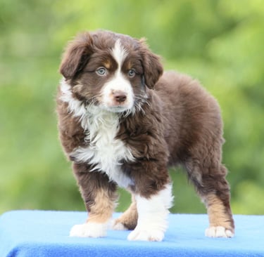 Australian Shepherd Puppies for Sale