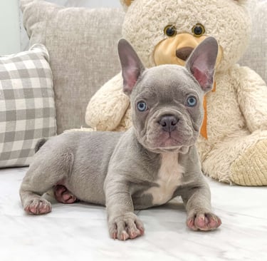 Frenchton Puppies for Sale