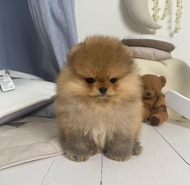 Teacup Pomeranian Puppies for Sale 