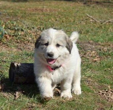 Great Pyrenees Puppies for Sale 