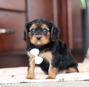 Cavalier King Charles Spaniel Puppies for Sale