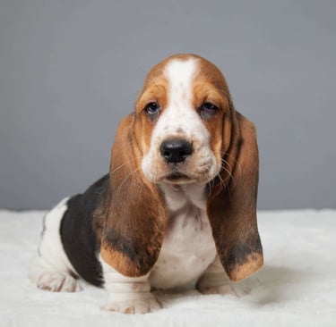 Basset Hound Puppies for Sale