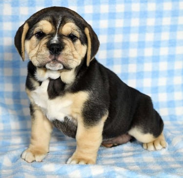 baebull puppies for sale