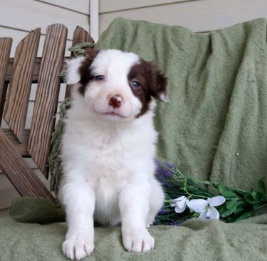 Border Collie Puppies for Sale