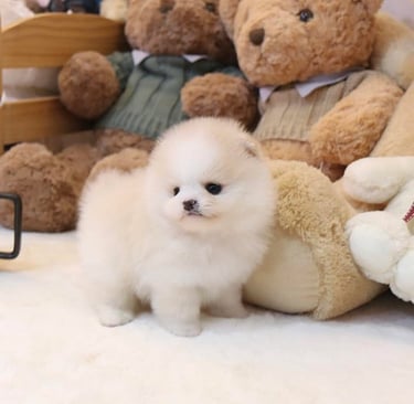 Teacup Pomeranian Puppies for Sale 
