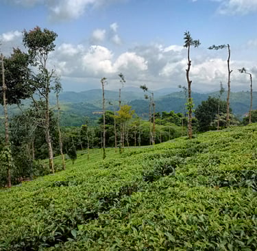 Splendid Tea Garden view 