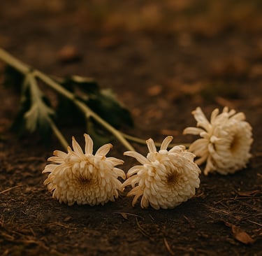 Trois chrysanthèmes légèrement fanés reposant sur un sol naturel, éclairés par une douce lumière d’automne