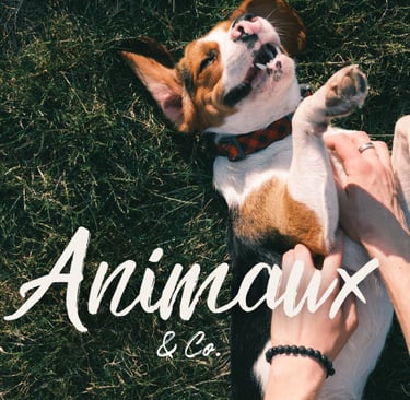 Chien allongĂ© sur lâherbe recevant des caresses, illustrant la rubrique Animaux & Co du blog dĂ©diĂ©e Ă la cause animale