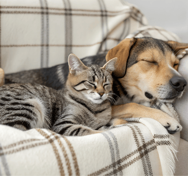 Chien et chat endormis côte à côte sur un plaid, symbole de la sérénité retrouvée grâce aux familles d’accueil