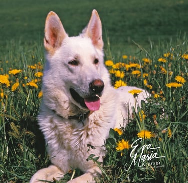 Historique du berger blanc suisse white shepherd Champion von Kron